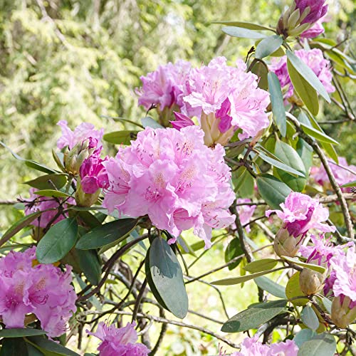 Rosebay Rhododendron Seeds Rhododendron Maximum Ornamental Evergreen Rabbit Resistant Showy Beds Borders Cottage Garden Outdoor 50Pcs Flower Seeds By Yegaol Garden #TOP1