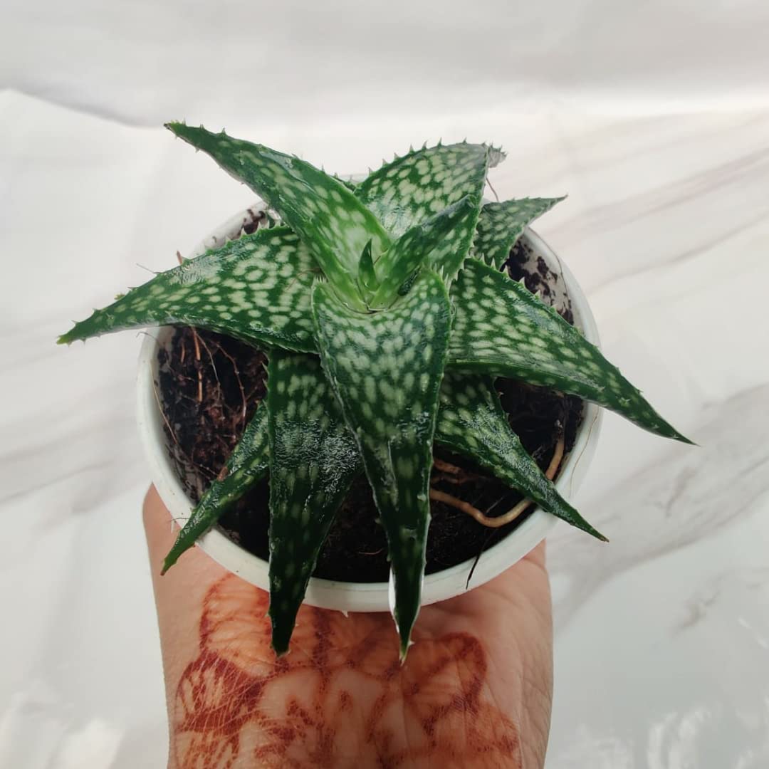 CAPPL Live Haworthia Aloe Rauhii Reynolds Plant | Succulent Indoor Plant  with Flower Pot for Home, Office, Living Room and Decor : Amazon.in: Garden  & Outdoors