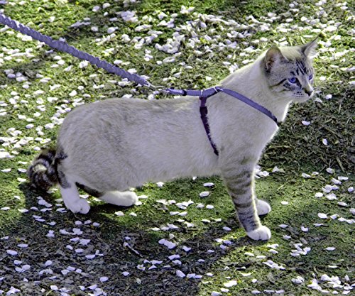 PetSafe-Come-With-Me-Kitty-Harness-and-Bungee-Cat-Leash-Medium-Lilac