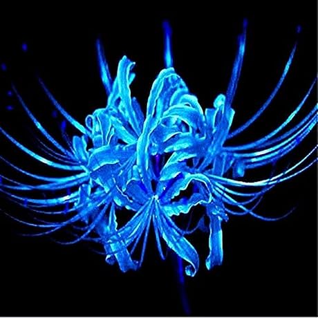 Blue Lycoris Lily (Belladonna Lily): A Flower of Mystery and Magic