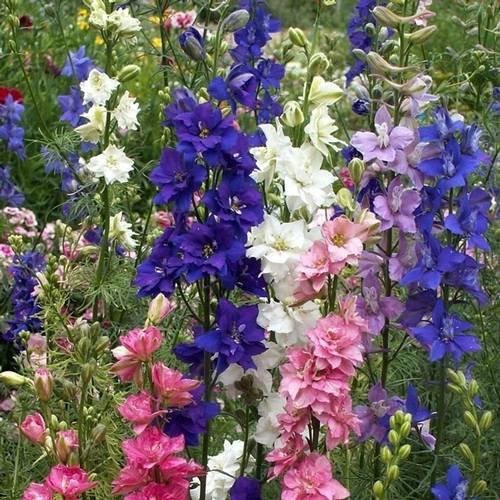 Royal Paradise Garden Seeds Flower Hybrid Seeds Larkspur Imperial Choice Mix Color 40+seeds (B075FC9F2N) Amazon Price History, Amazon Price Tracker