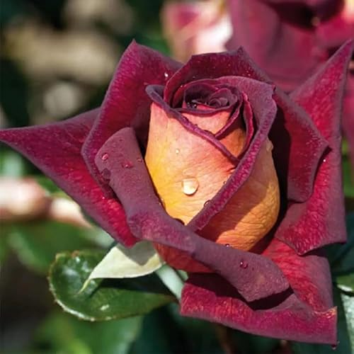 Rose Bush - Planta viva de 5 a 9 pulgadas de alto, árbol de rosas fragantes, bien arraigado, listo para plantar en interiores y exteriores (rosa