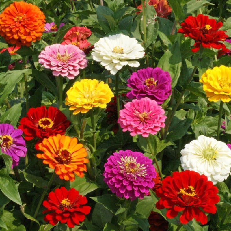 Dirt Goddess Super Seeds Zinnia Elegans, California Giants Mix (1 Lb) - Non-GMO Bulk Seed Mix with Mycorrhizae