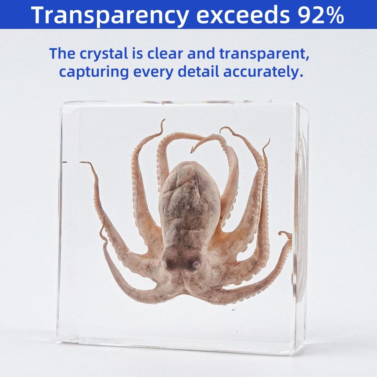 Real Octopus Specimen in Clear Resin Block, 3 x 3 x 1 inches