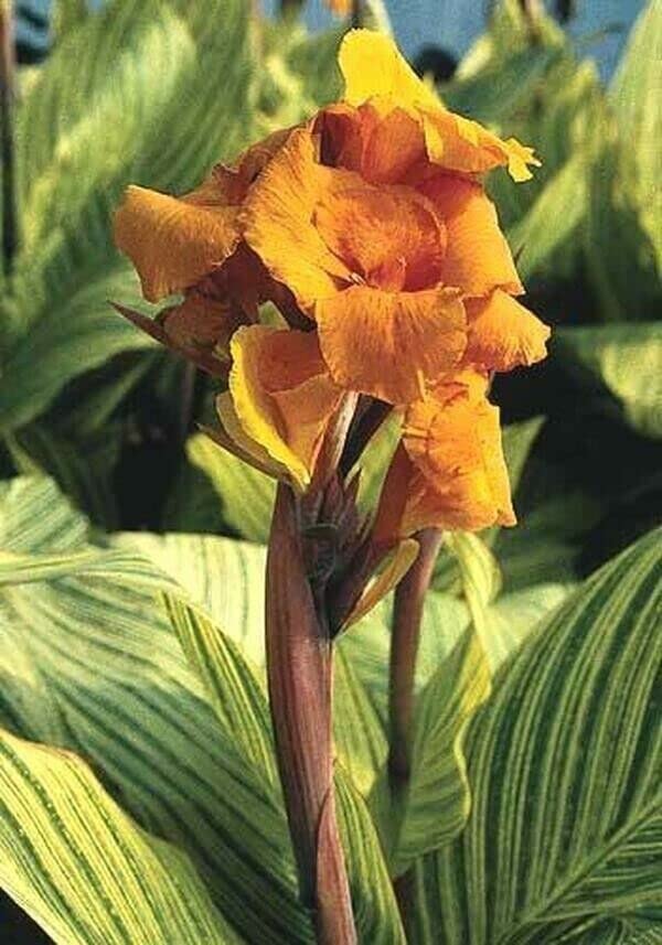 ginger plant seeds Ginger Seed ~ Full Cases  The Farm On Central