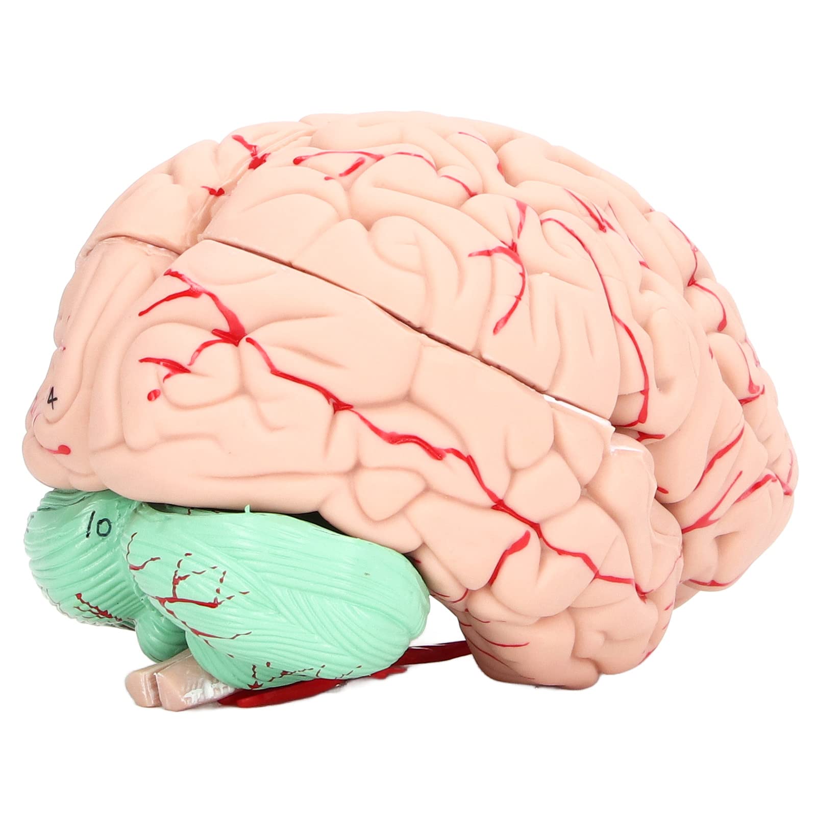 Moule de cerveau humain en matériau PVC durable pour enfants