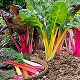 Nouveau Frais 50 pcs arc-en-ciel blettes graines de légumes...