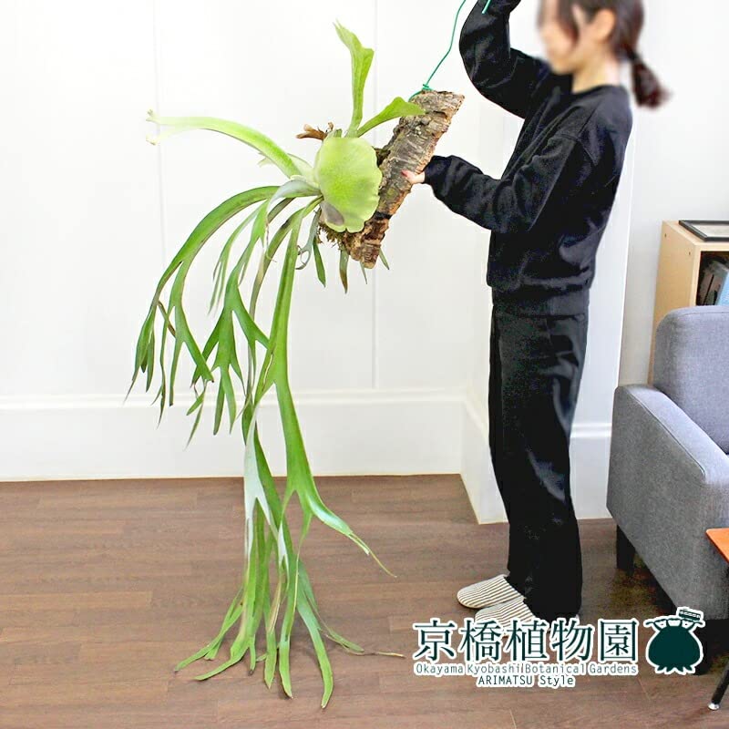 高知インター店】 【現品】コウモリラン/ビカクシダ・ウィリンキー