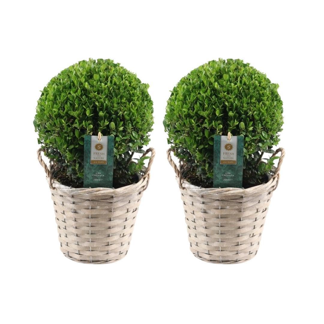 Trendyplants - Ilex crenata 'Jenny' en cesta de mimbre - Boj - Juego de 2 unidades - Resistente al invierno - Altura 25-45 cm - Tamaño de la maceta Ø20cm