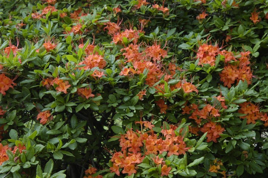 PLUMLEAF Azalea, 10 semillas de árbol, crecimiento rápido, rododendro prunifolium