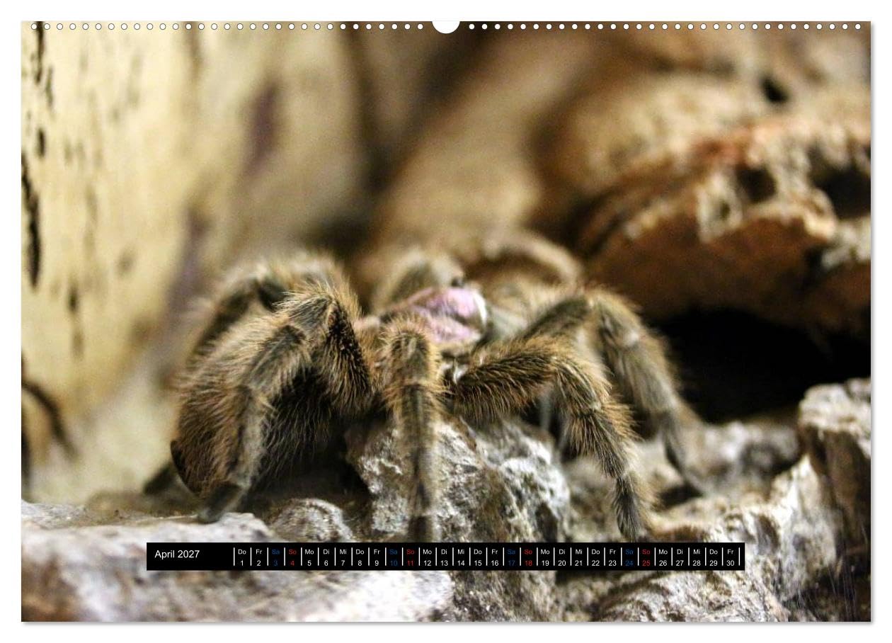 CALVENDO - Exoten-Kalender (Wandkalender 2027 DIN A2 quer), Monatskalender: Exotische Tiere, ein toller Wandschmuck im Büro oder zu Hause.
