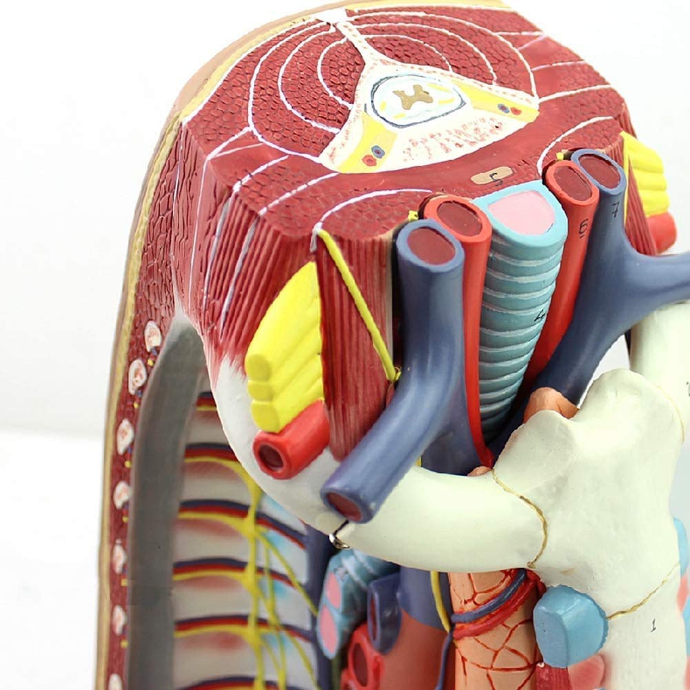 Model śródpiersia, Model Anatomiczny Serca, Mostek, Grasicy I Śródpiersia, Materiał Wsparcia Do Studiów W Klasie Nauk.