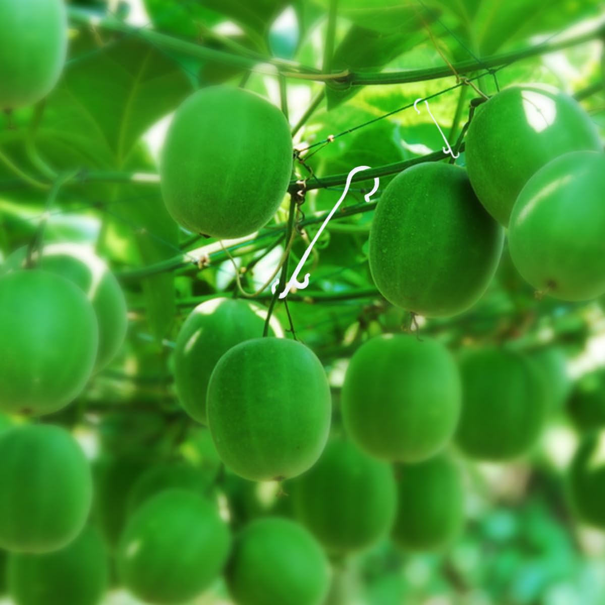 Alipis 850 Pezzi Gancio per Piante da Coltivazione, Supporto | Nylon Bianco, per Serra e Giardino, Fissa i Tralci, Aiuta a Guidare la Crescita, Confezione 1kg