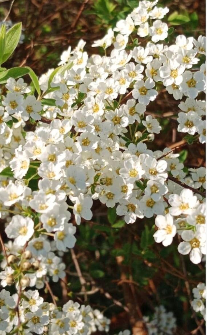 Amazon.com : 250 Spiraea Thun Seeds for Planting-Mellow White