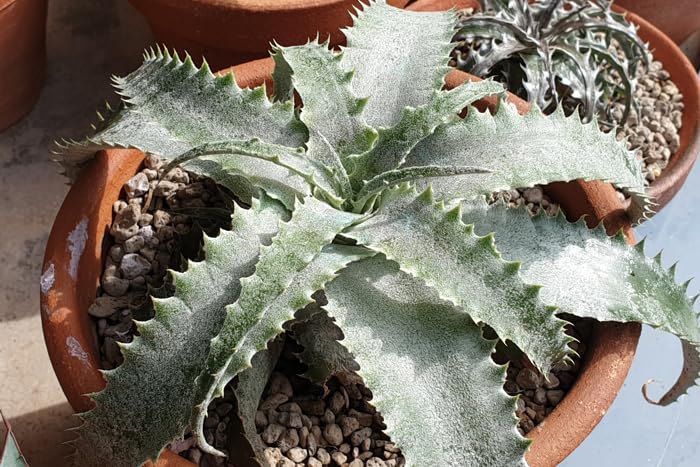 Amazon.co.jp: Hechtia lanata ヘクチア ラナータ 種子50粒