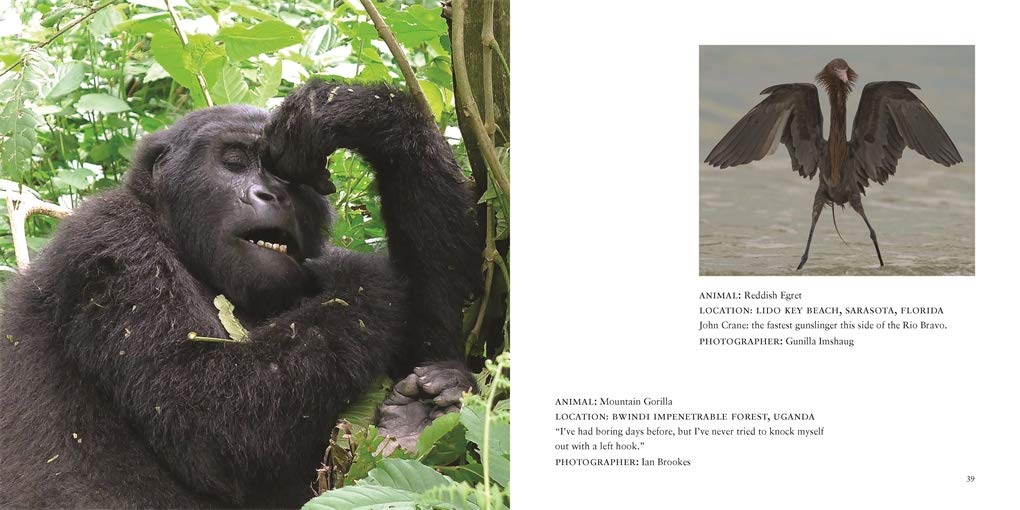 Comedy Wildlife Photography Awards Vol. 3 - Image 6