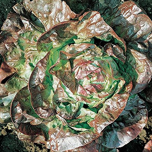 LATTUGA MERAVIGLIA DI VERANO CANASTA NR.1000 SEMI