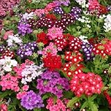  50 Verbena Seeds Obsession Mix Graines Verveine