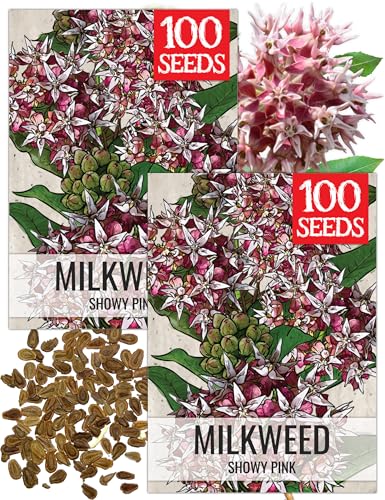Image of Seed Needs Showy Milkweed Seeds to Attract Monarch Butterflies 2 Packs