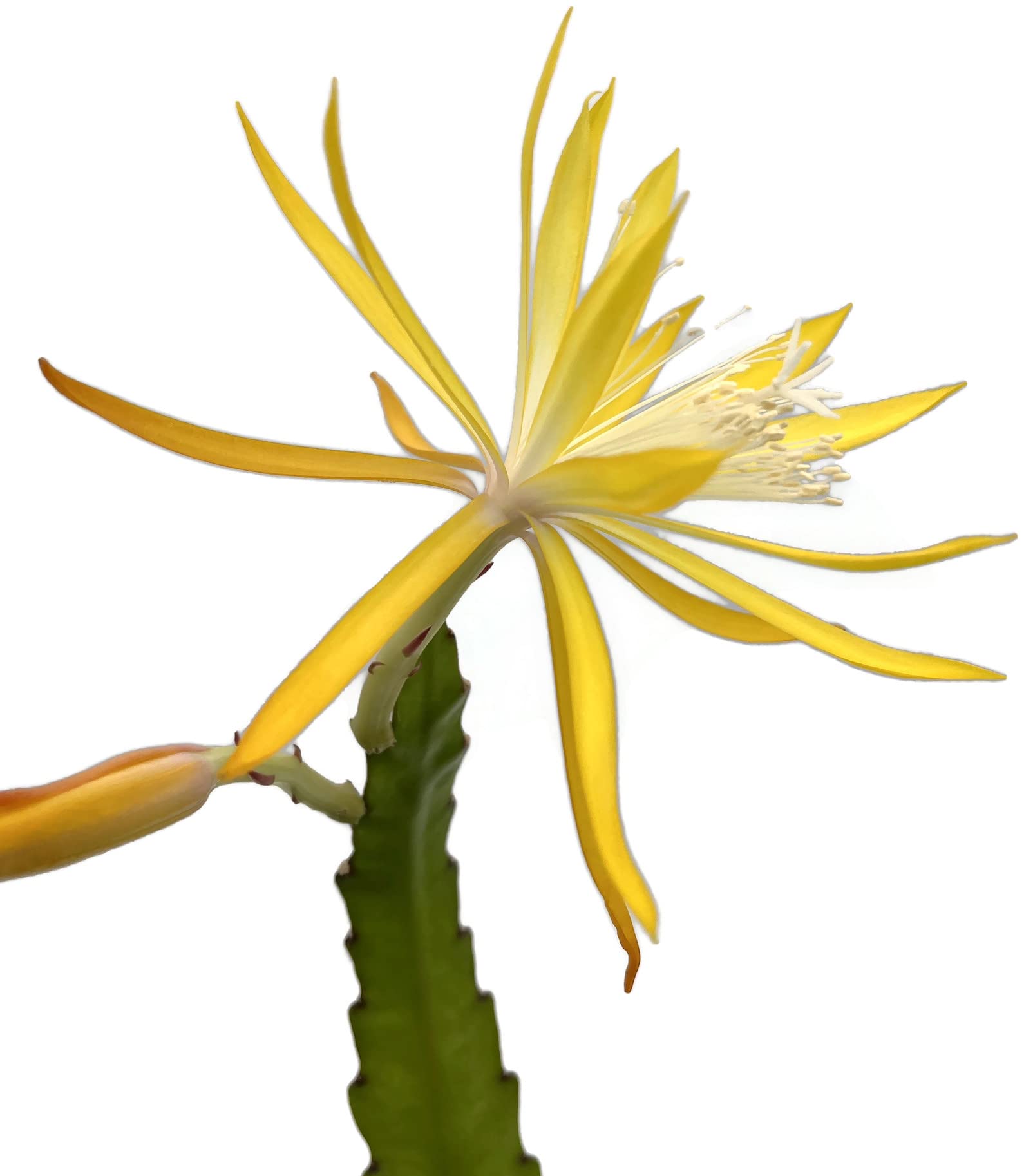 Fangblatt - Epiphyllum 'Spring Gold' - Leaf Cactus Flower Colour Yellow -  in Diameter 12 cm Pot - Extraordinary Cactus : Amazon.de: Garden