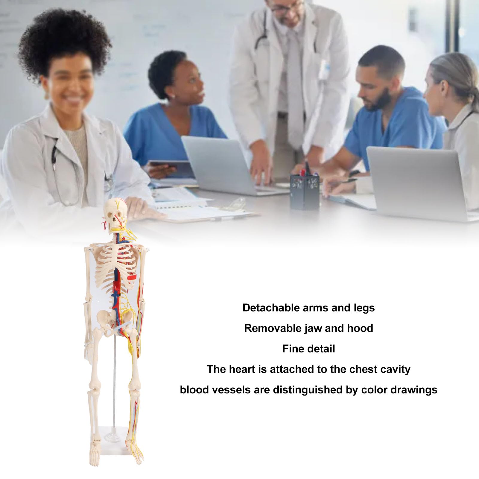 para Estudio anatómico y Manualidades - Modelo de Esqueleto Humano de 85 cm - Modelo esquelético de PVC con Brazos y piernas Desmontables, mandíbula y Capucha extraíbles - Incluye