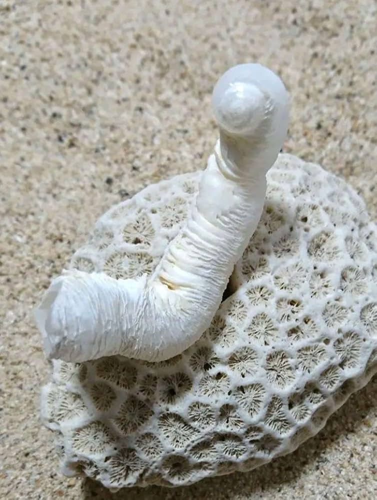 希少なお姿☆ ケオン パワーストーン 鉱物 イシカブラ 貝殻 標本 巻き貝　貝 Amazon.co.jp: なお姿 ケオン パワーストーン 鉱物 イシカブラ 貝殻