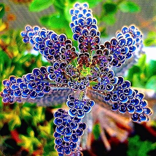 PERZOE 100 Stück Blaue Sukkulentensamen, dekorative Bonsai-Hausgarten-Balkon-Dekoration Blaue Sukkulentensamen