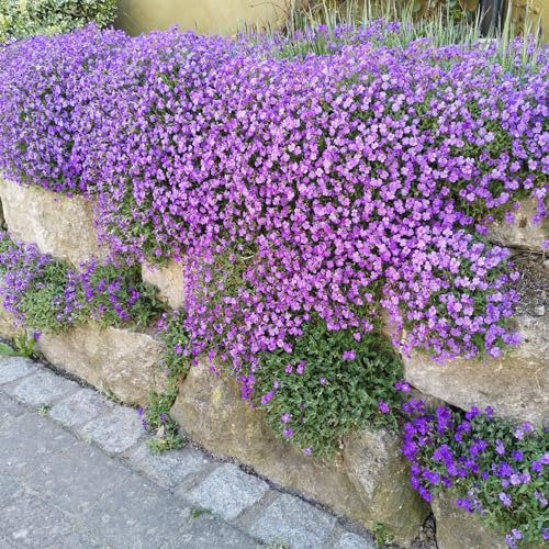 Blaukissen Samen 500 Stück, lat. Aubrieta mehrjähriger & winterharter Bodendecker für den Steingarten & Mauer - Saatgut