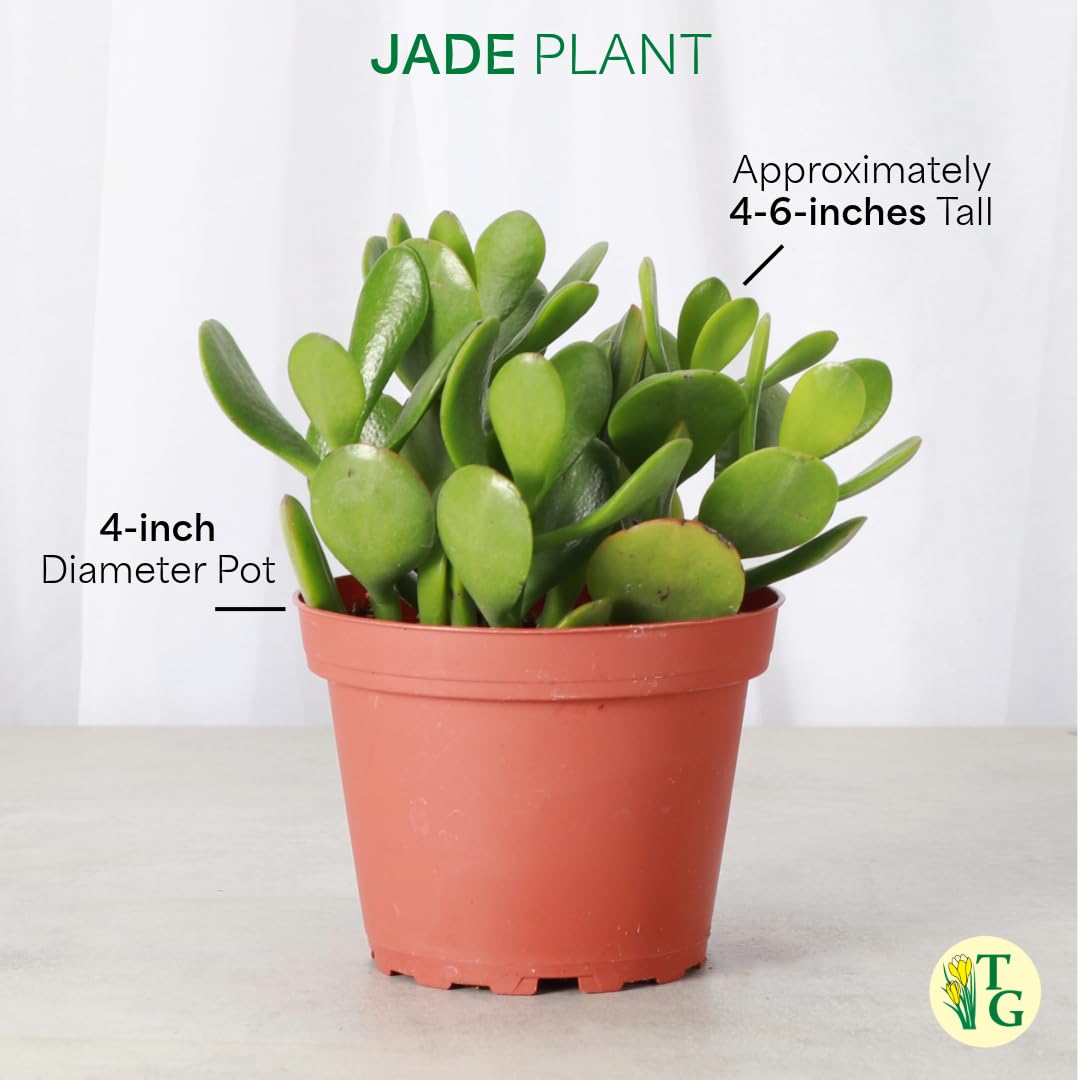 Amazon.com: Thorsen's Greenhouse Jade Plant, Live Indoor Plant