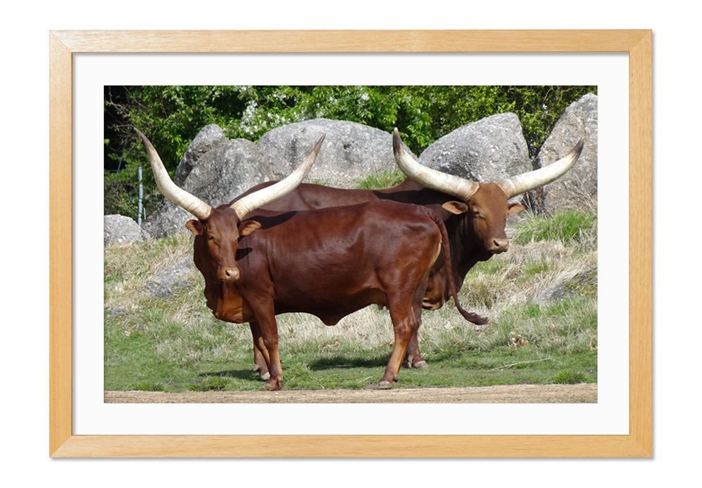 Amazon.co.jp: 二つの茶色の牛の角 動物の写真木製額縁アート