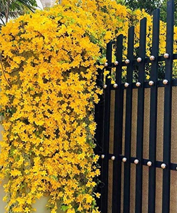 OhhSome Exotic Cat'S Claw Plant - Ornamental Creeper For Balcony Gardens Cats(1 Plant)