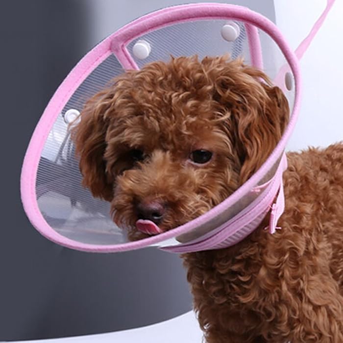 Buy FOREYY Recovery Pet Cone ECollar for Cats and Small Dogs Elizabethan Collar with