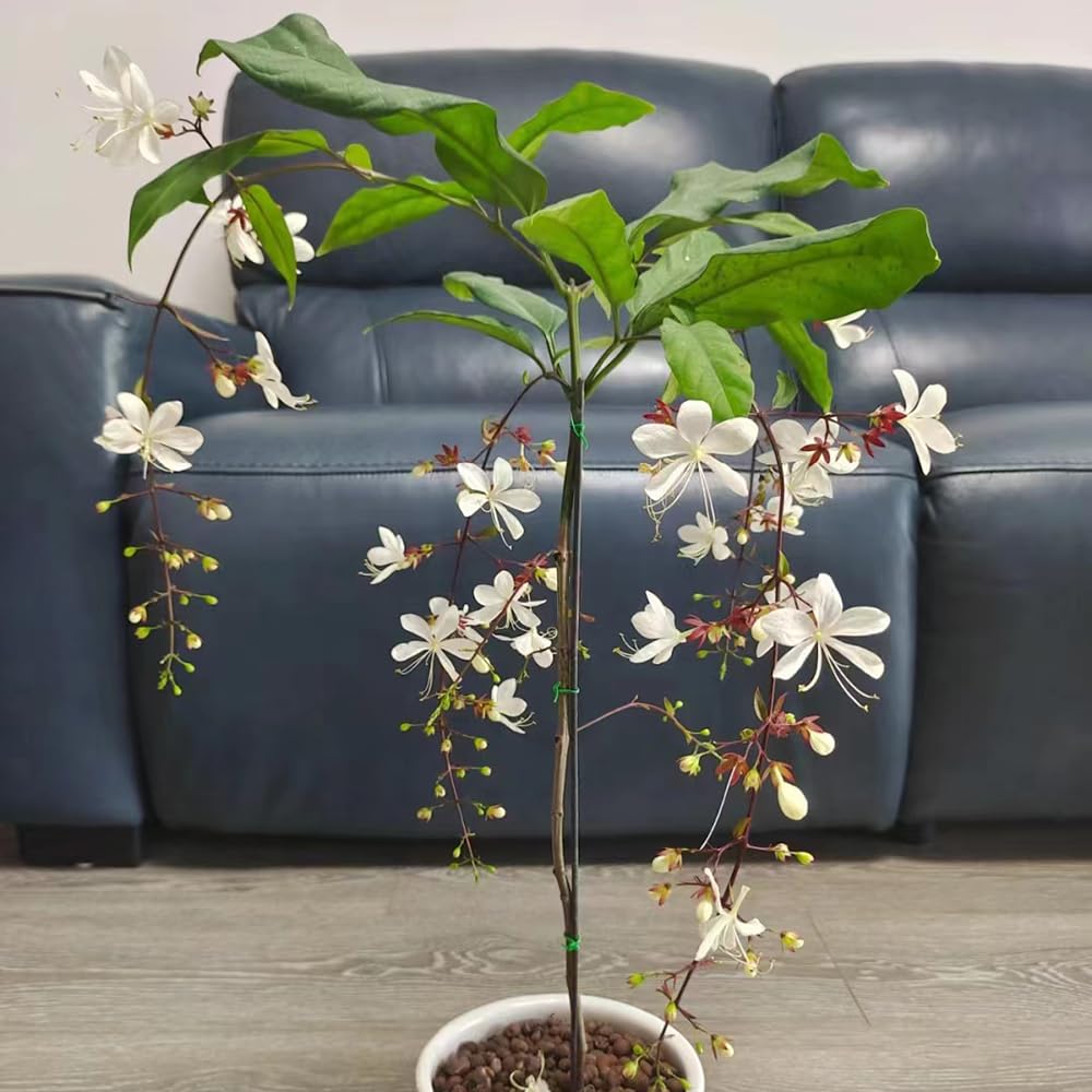 300 Jasmin Samen Winterhart - Clerodendrum Wallichii Mehrjährige Blumen Für Garten & Balkon