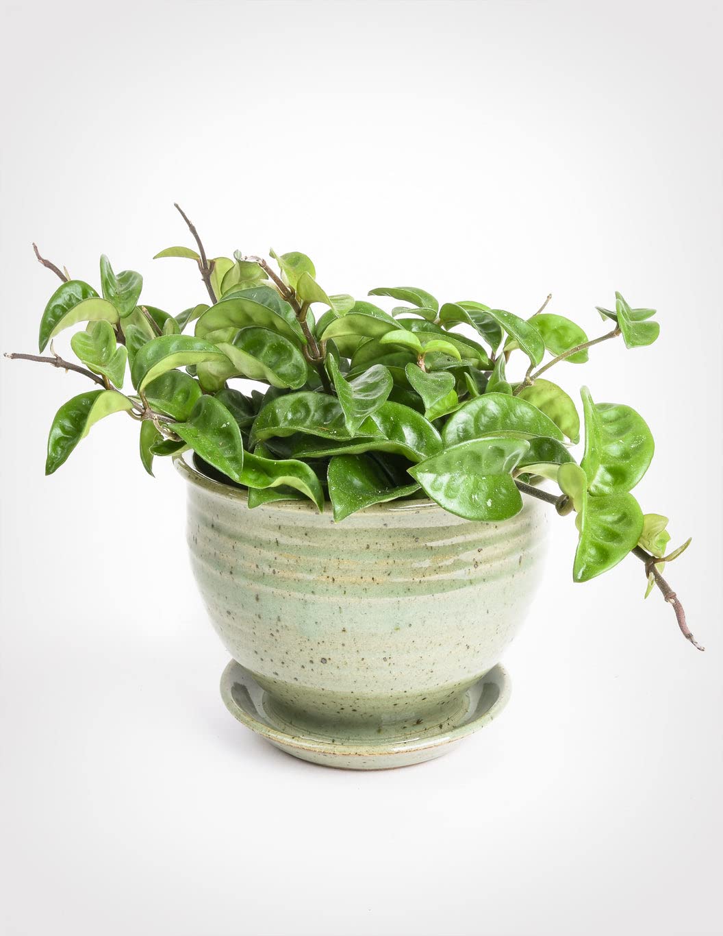 Gachwala Hoya Krinkle Plant | Exotic Rare Plant | Plant for Garden | Easy to Grow Plant | Healthy Live Plant (B09RNBX16Y) Amazon Price History, Amazon Price Tracker