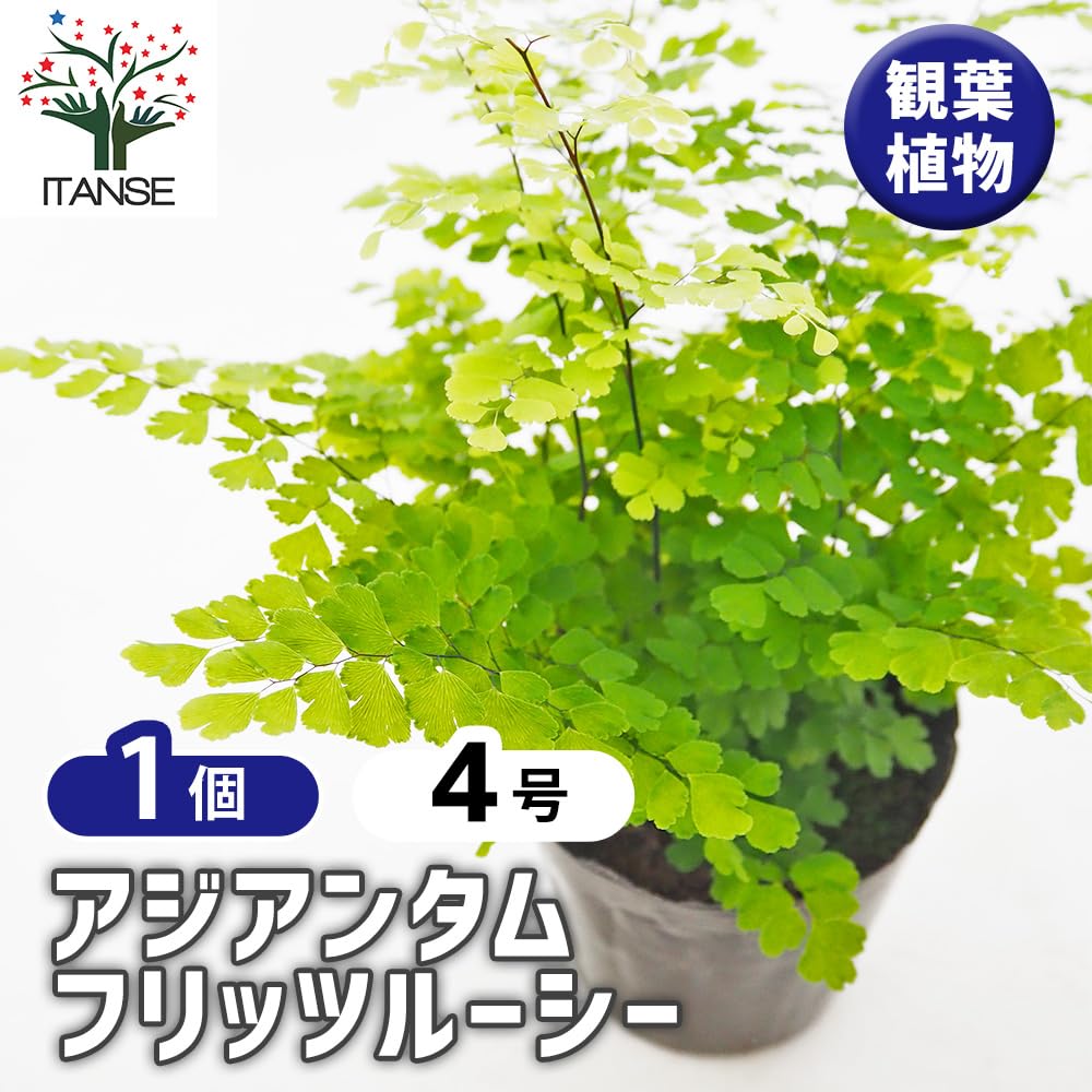 アジアンタム　苗　観葉植物　沖縄グリーン Amazon｜ITANSE アジアンタム フリッツルーシー 4号 1個売り