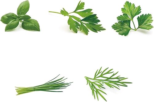 Miniatura 8 de Environet - Colección de semillas para jardín de hierbas, paquete de 5 semillas de hierbas culinarias, semillas autóctonas no transgénicas (non-GMO)