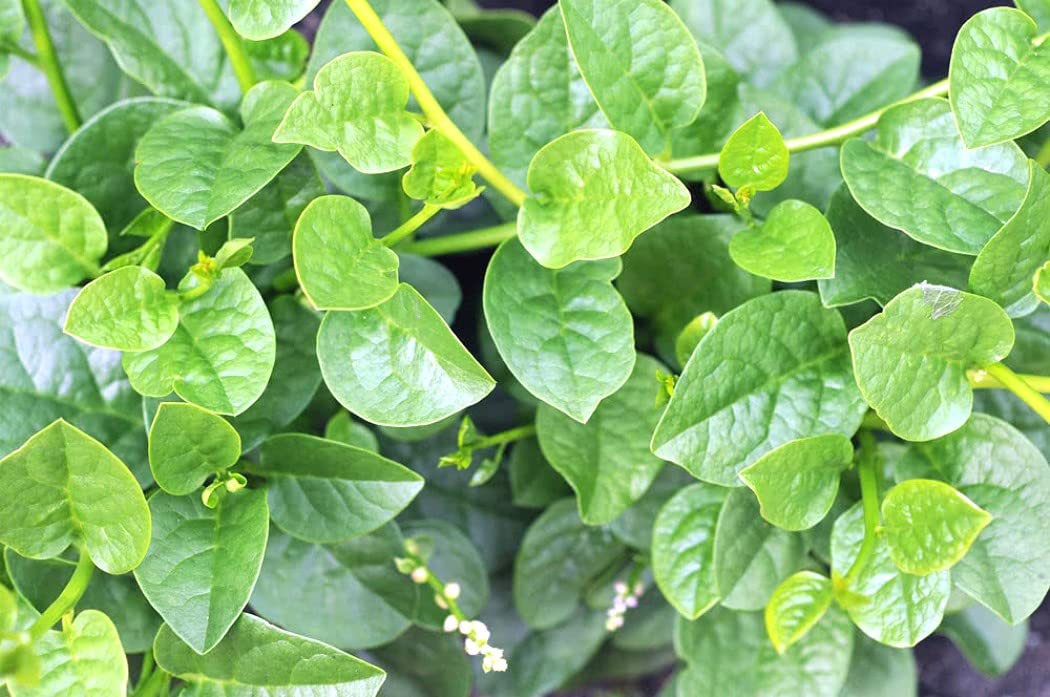 Plantzoin Malabar spinach Poi Basella alba Live Plant (B09CTXQ6MB) Amazon Price History, Amazon Price Tracker