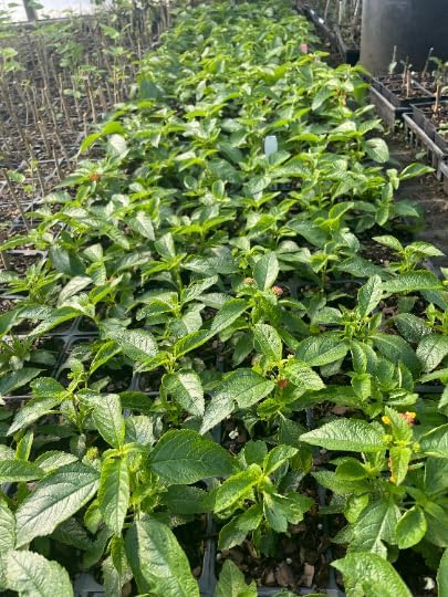 3 Orange Lantana Camara Flowers-Natural Mosquito Repellant Garden -Attract Hummingbirds & Butterflies - in 3.5 inch Pots