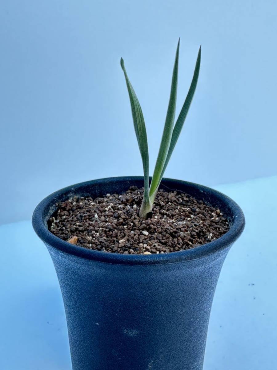 現物「ユッカ・ブレビフォリア」７号　Yucca brevifolia 種子] ユッカ ブレビフォリア Yucca brevifoliaの商品情報