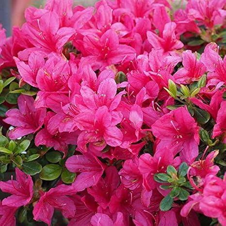 Amazon ツツジ 苗木 販売 久留米ツツジ 日の出 ひので 4号ポット苗 植木