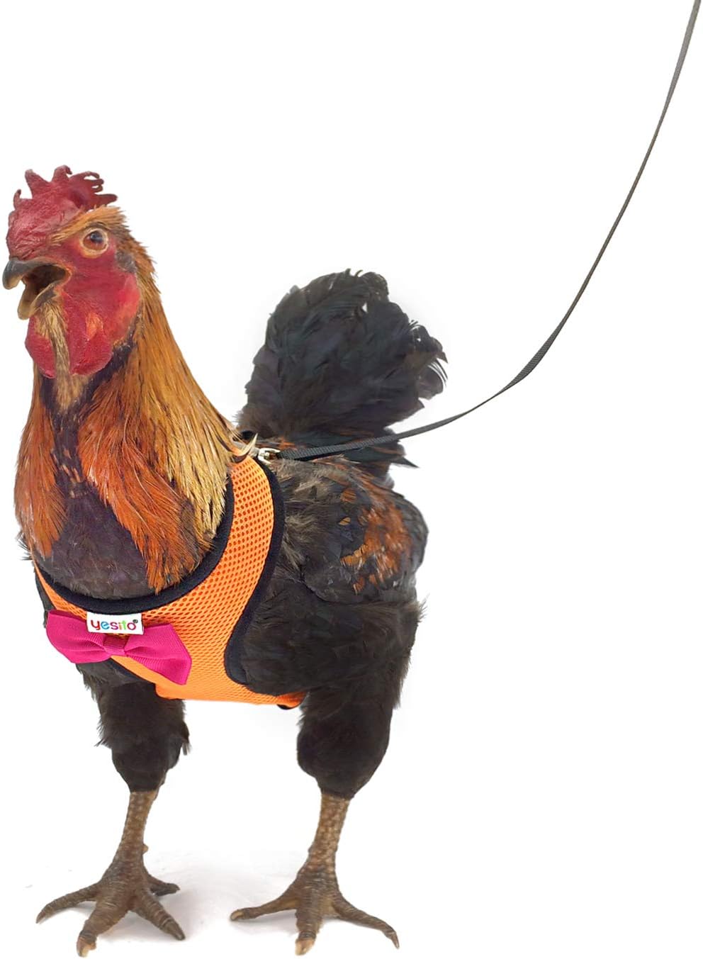 Yesito Chicken Harness Hen Size with 6ft Matching Leash Adjustable, Resilient, Comfortable