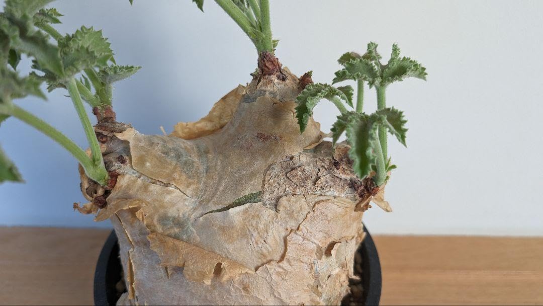 Amazon.co.jp: キフォステンマ マクロプス Cyphostemma uter macropus 