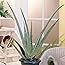 Aloe Vera Plant - 2 plants