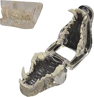 Transparent Dog Dental Teeth Model, Canine Dental Model, Animal Anatomical Tooth Model for Veterinary Office Educational Tool