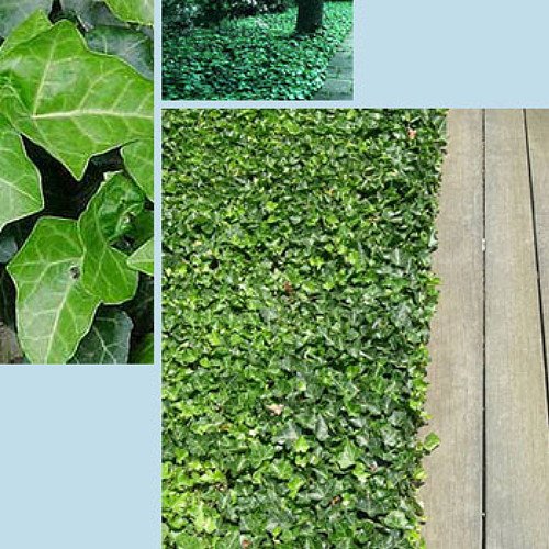 Hirt's Baltic English Ivy 8 Plants - Hardy Groundcover -1 3/4" Pots #TOP1