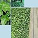 Hirt's Baltic English Ivy 8 Plants - Hardy Groundcover -1 3/4