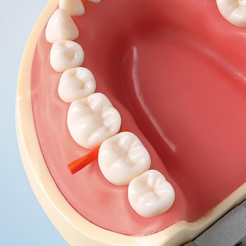 Miniatura 3 de JMU Cuñas de madera dentales, cuñas de madera desechables de 0.047 x 0.059 x 0.472 in, naranja, 100 unidades