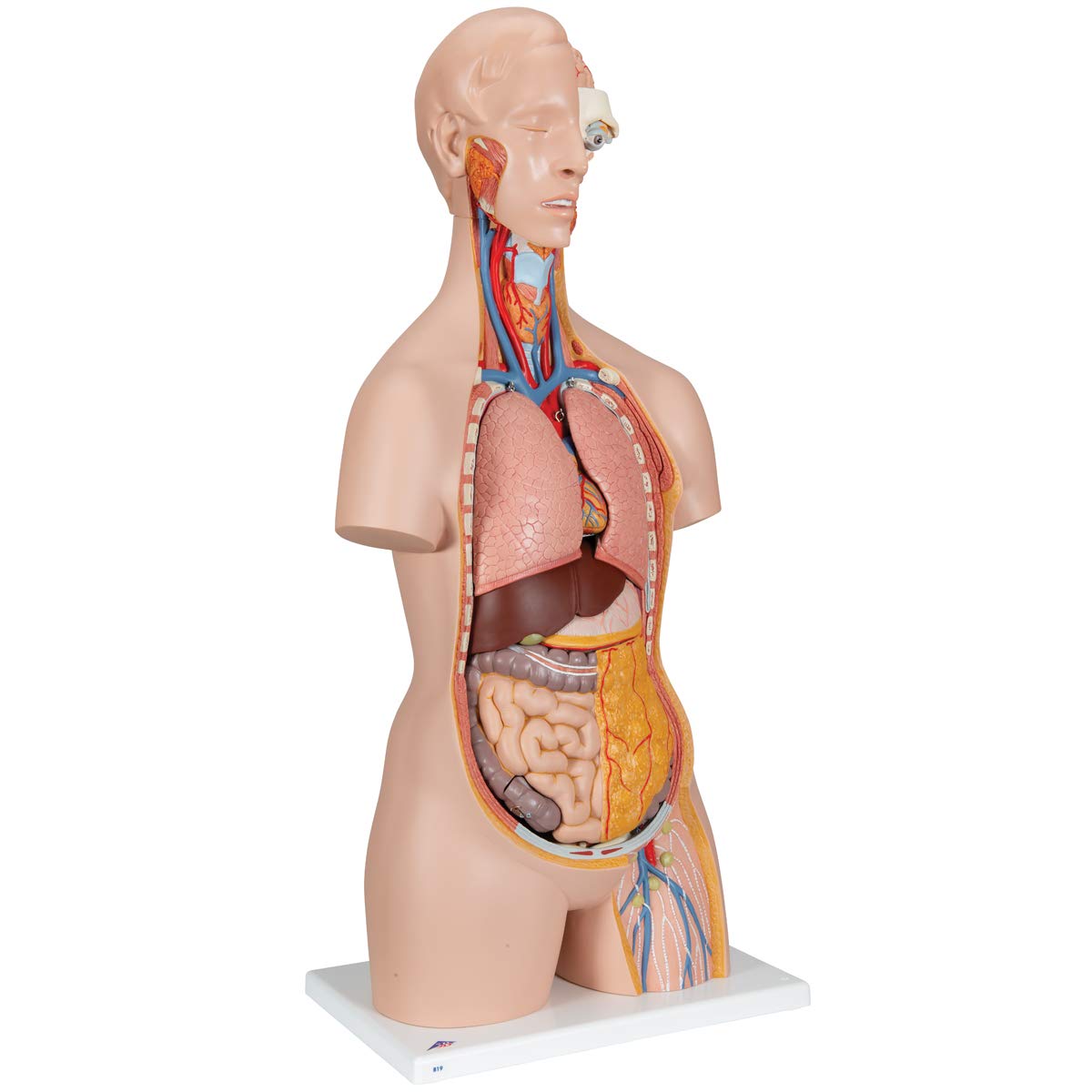 3B Scientific B19 Classic Unisex Torso 18-part w/ opened neck and back - 3B Smart Anatomy