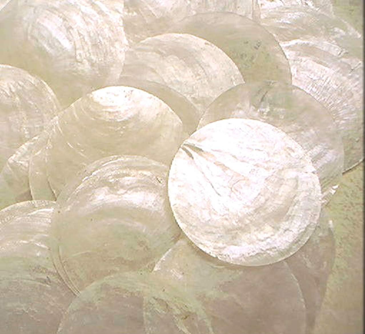 PLESIU 100 Capiz Shells White Round 2" (50mm) No Holes Crafts Windchimes Shellcraft