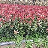 Semillas de photinia Red Robin, orgánicas, resistentes para balcón. jardín de interior, variedades tradicionales, 300pcs